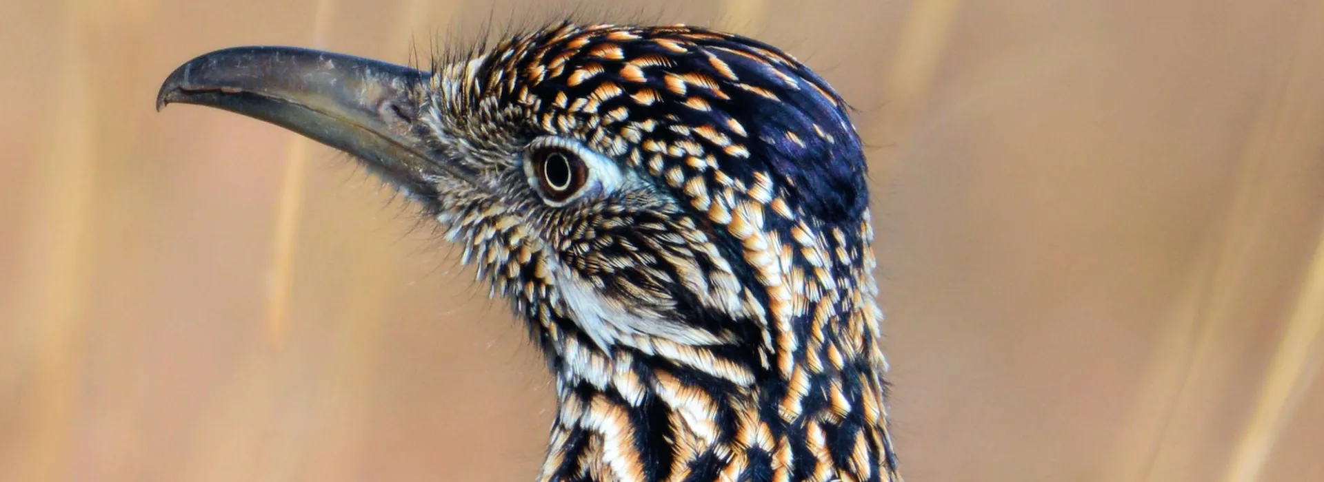 Wildlife at Roberts Ranch