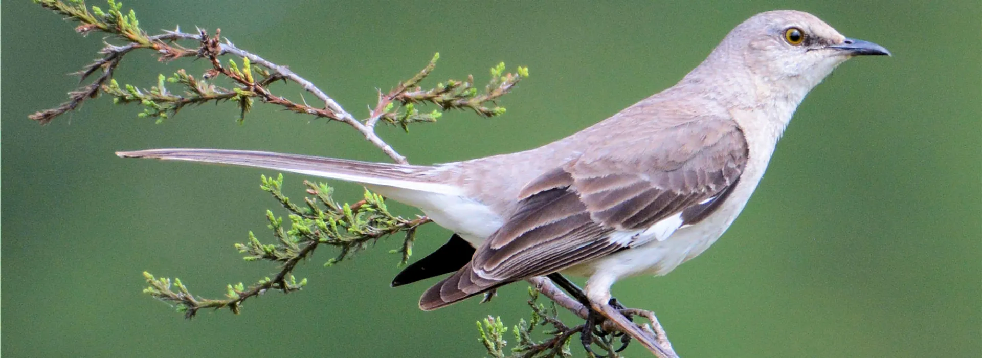 Roberts Ranch Mocking Bird